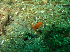 IMG_3020 Painted frogfish