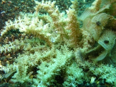 IMG_3044 Coral Commensal shrimp