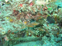 IMG_3055 Banded Boxer Shrimp