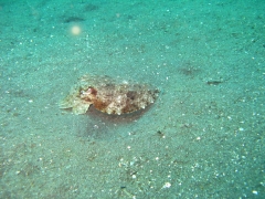 IMG_3059 Cuttlefish