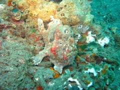 IMG_3061 Giant Frogfish