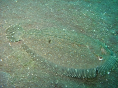 IMG_3087 Flounder