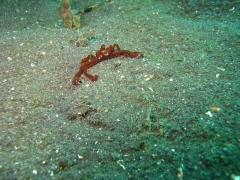 IMG_3091 Urangutan Crab