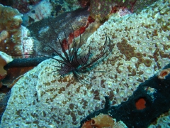 IMG_3129 Lionfish