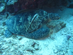 IMG_3131 Green turtle