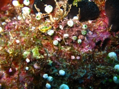 IMG_3134 Pygmy seahorse