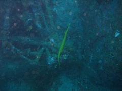 IMG_3179 Trumpetfish