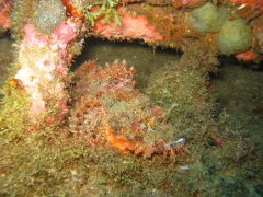 IMG_3181 Scorpionfish