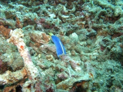 IMG_3192 Blue Ribbon Eel