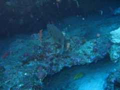 IMG_3230 puffer fish