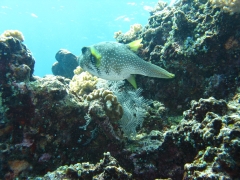 IMG_3286 Pufferfish