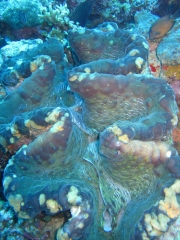 IMG_3297 Giant clam