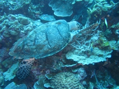 IMG_3305 Green turtle