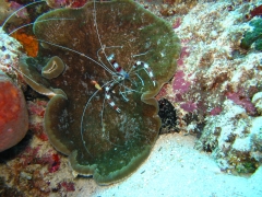 IMG_3315 Boxer shrimp