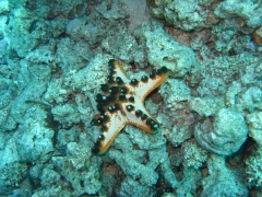 IMG_3323 Horned seastar