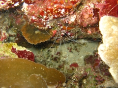 IMG_3327 Boxer shrimp