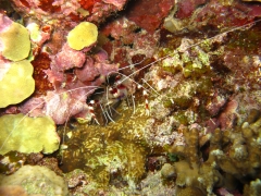 IMG_3345 Boxer shrimp