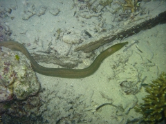 IMG_3349 Moray eel