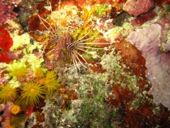 IMG_3354 Lionfish - kopie