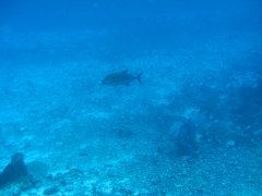 IMG_3364 Blue fin Trevally