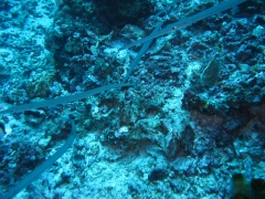 IMG_3365 Trumpet fish