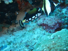 IMG_3366 Clown Triggerfish