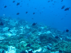 IMG_3368 Black tip reef shark