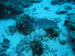 IMG_3370 Blue fin trevally