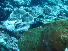 IMG_3373 Trumpetfish