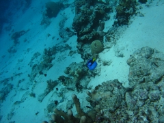 IMG_3381 Blue Tang