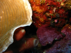 IMG_3391 Spidercrab