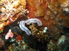 IMG_3405 nudibranch