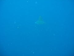 IMG_3410 Eagleray