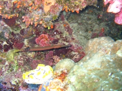 IMG_3411 trumpetfish