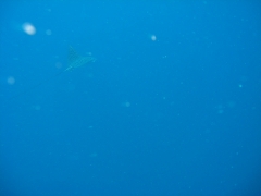 IMG_3412 Eagle ray