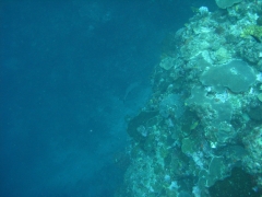 IMG_3439 white tip reef shark