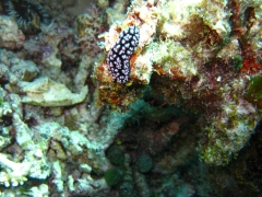 IMG_3464 nudibranch