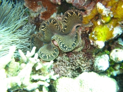 IMG_3467 Giant clam