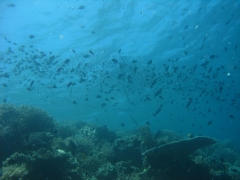 IMG_3527 cornetfish