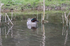 Wintertaling