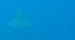 Eagle ray