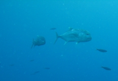 Giant Trevally