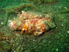 Hermite Crab