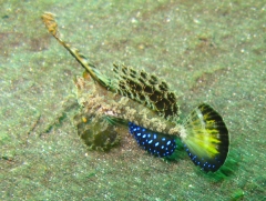 Orange and black Dragonet