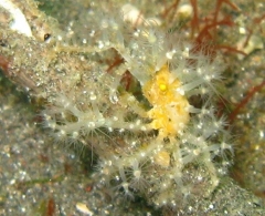 decorator crab