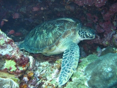 green turtle