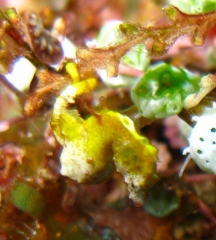 pygmy seahorse