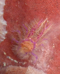 Hairy squad lobster