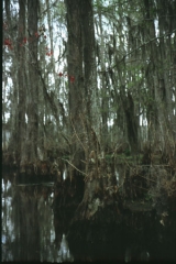 Swamp