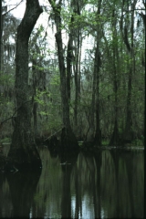 Swamp